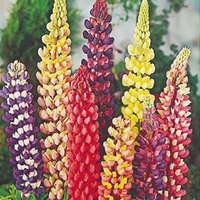 Lupin Plant - Russell Hybrid Mix