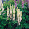 Lupin Plant - Russell Hybrid Noble Maiden