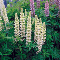 Lupin Plant - Russell Hybrid Noble Maiden