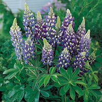 Lupin Plant - Russell Hybrid The Governor