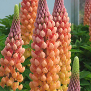 Lupin Plant - Salmon Star