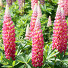 Lupin Plant - Tequila Flame