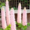 Lupin Plants - Blossom