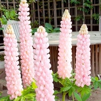 Lupin Plants - Blossom