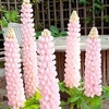Lupin Plants - Blossom
