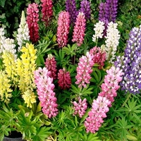 Lupin Plants - Dwarf Gallery Mix