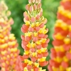 Lupin Plants - Gladiator