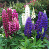 Lupin Plants - Lupini Mix