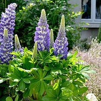 Lupin Plants - Mini Gallery Bi-colour Blue
