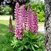 Lupin Plants - Mini Gallery Bi-colour Pink