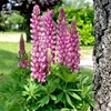 Lupin Plants - Mini Gallery Bicolour Pink