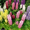 Lupin Plants - Mini Gallery Mix