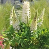 Lupin Plants - Mini Gallery White