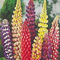 Lupin Plants - Russell Hybrids Mix