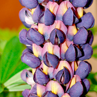 Lupin (Westcountry) Plant - Magic Lantern