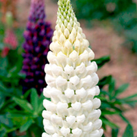 Lupin (Westcountry) Plant - Polar Princess