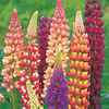 Lupinis Seeds - Dwarf Russell Strain