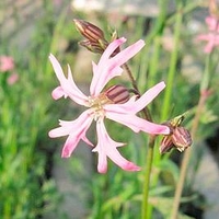 Lychnis flos-cuculi Plant