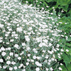 Lychnis Plant - coronaria Alba