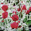 Lychnis Plant - Gardeners World