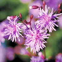 Lychnis Plant - Jenny