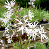 Lychnis Plant - White Robin