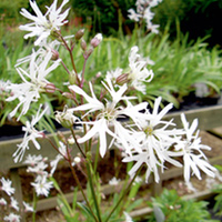 Lychnis Plant - White Robin