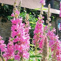 Lythrum salicaria Plant