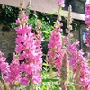 Lythrum salicaria Plants