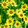 Madia elegans Seeds - Caribbean Daisy