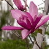 Magnolia Galaxy