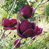 Magnolia Genie