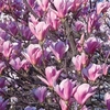 Magnolia Heaven Scent