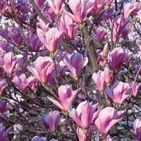 Magnolia Heaven Scent