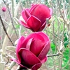 Magnolia Plant - 
