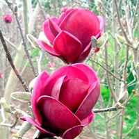 Magnolia Plant - 