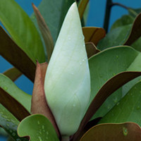 Magnolia Plant - Grandiflora Ferruginea