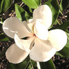 Magnolia Plant - Grandiflora Little Gem