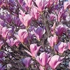 Magnolia Plant - Heaven Scent