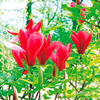 Magnolia Plant - Nigra