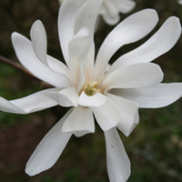 Magnolia Plant - Stellata Royal Star