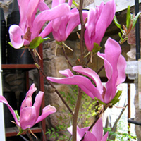 Magnolia Plant - Susan