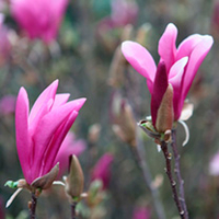 Magnolia Plant - Susan