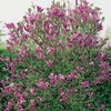 Magnolia Plant - Vulcan