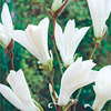 Magnolia Plant - Wada Memory