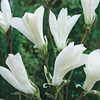 Magnolia Plant - Wadas Memory