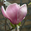 Magnolia Plant - x Soulangeana Lennei