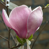 Magnolia Plant - x Soulangeana Lennei