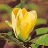 Magnolia Plant - Yellow Bird