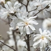 Magnolia Plants stellata